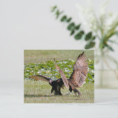 トルコのハゲタカ写真はがき ポストカード (スタンド正面)