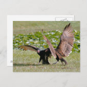 トルコのハゲタカ写真はがき ポストカード (正面/裏面)