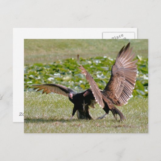 トルコのハゲタカ写真はがき ポストカード (正面/裏面)