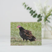 トルコのハゲタカ写真はがき ポストカード (スタンド正面)