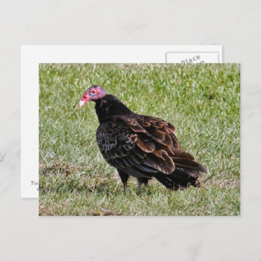 トルコのハゲタカ写真はがき ポストカード (正面/裏面)