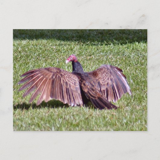 トルコのハゲタカ写真はがき ポストカード (正面)