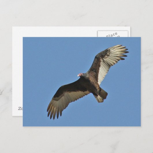 トルコのハゲワシの高騰 ポストカード (正面/裏面)