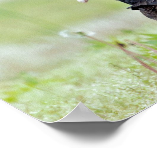 トルコのハゲワシ ポスター (角)