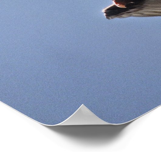 トルコのハゲワシ ポスター (角)