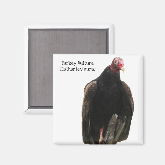 トルコのハゲワシ マグネット (正面/裏面)