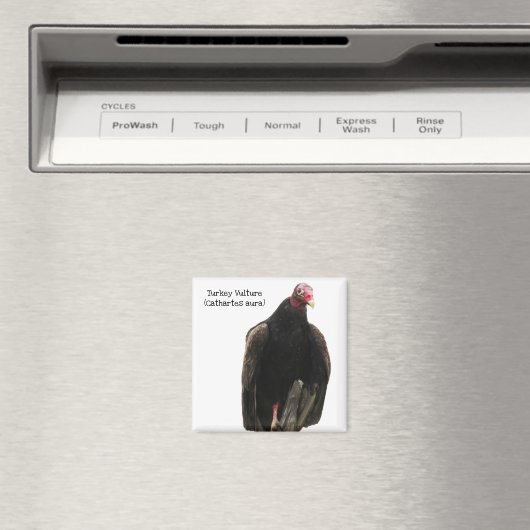 トルコのハゲワシ マグネット (インサイチュ (食洗機))