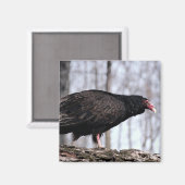 トルコのハゲワシ マグネット (正面/裏面)