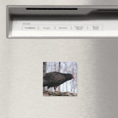 トルコのハゲワシ マグネット (インサイチュ (食洗機))