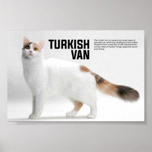 トルコのバン·キャット·ブリード ポスター