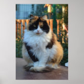 トルコのバン ポスター (正面)