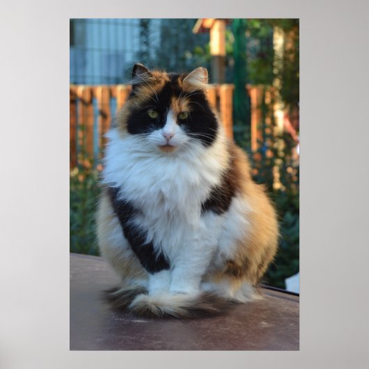 トルコのバン ポスター (正面)