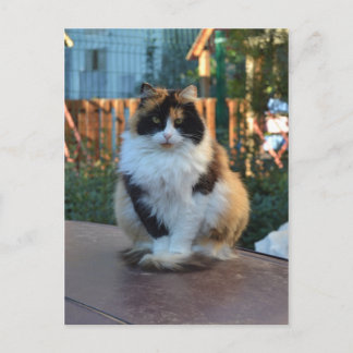 トルコのヴァン ポストカード