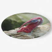 トルコの白い頭のプロフィール写真 ペーパープレート (アングル)