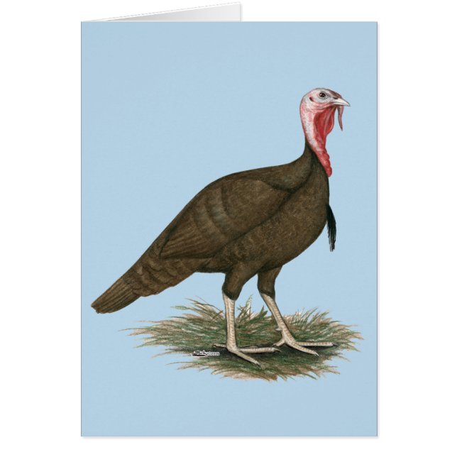 トルコチョコレートトム (正面)