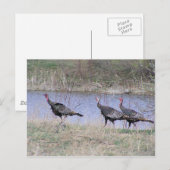 トルコトリオバイウォーター ポストカード (正面/裏面)