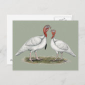 トルコミニホワイト ポストカード (正面/裏面)