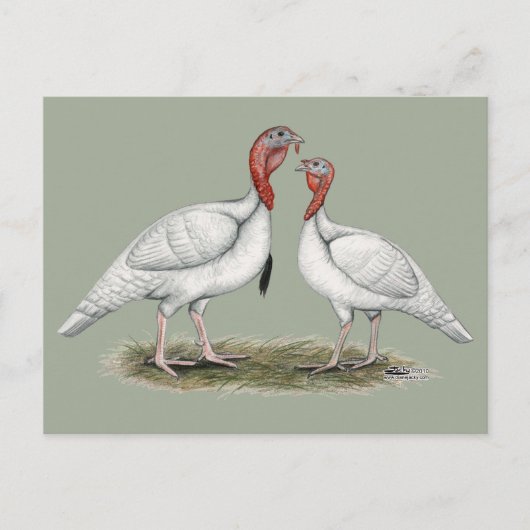 トルコミニホワイト ポストカード (正面)