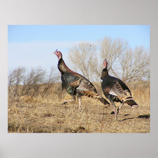 トルコ地平線 ポスター (正面)