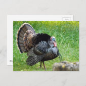 トルコ時間はがき ポストカード (正面/裏面)