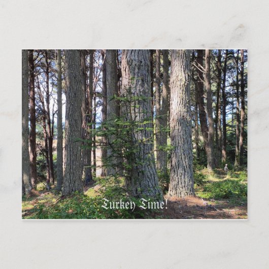 トルコ時間！ ポストカード (正面)