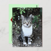 トルコ猫が庭で浪人 ポストカード (正面/裏面)
