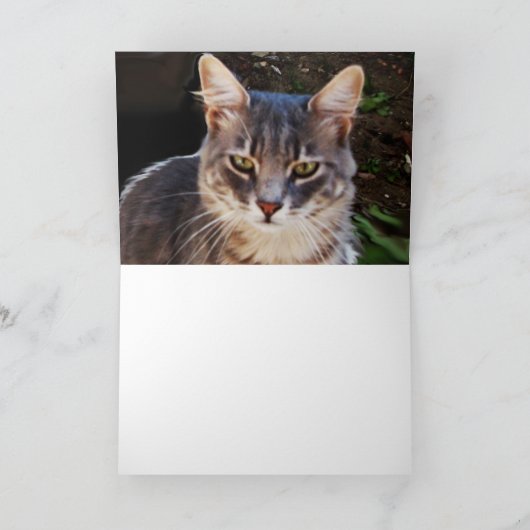 トルコ猫 カード (内部)