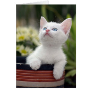 トルコ白の子猫
