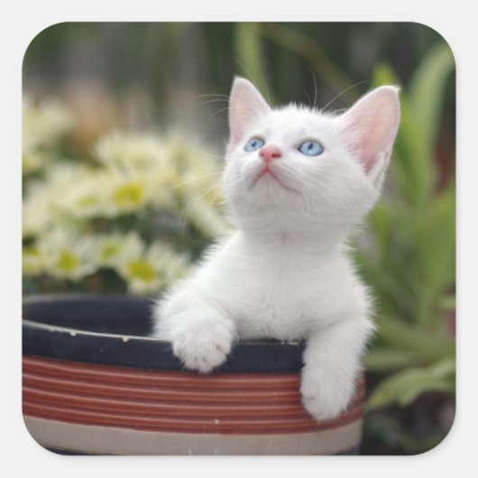 トルコ白の子猫 スクエアシール (正面)