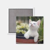 トルコ白の子猫 マグネット (正面/裏面)