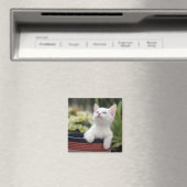 トルコ白の子猫 マグネット (インサイチュ (食洗機))