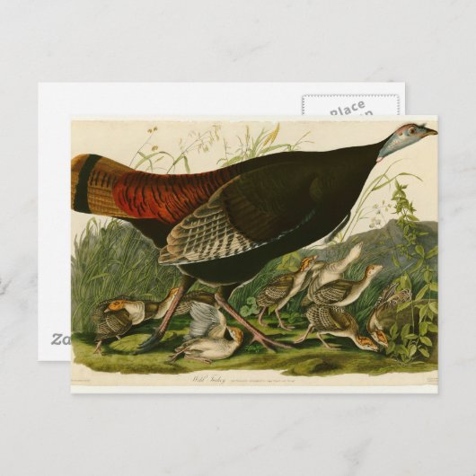 トルコ野生のオードボンバ絵画ードズ ポストカード (正面/裏面)