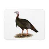 トルコ： イースタン・ワイルド・トム マグネット (横)