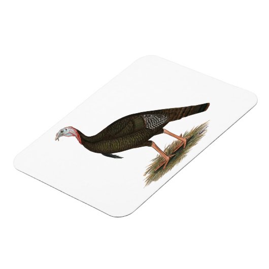 トルコ： イースタン・ワイルド・トム マグネット (左側)