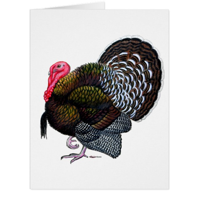 トルコ：ブロンズ・トム (正面)