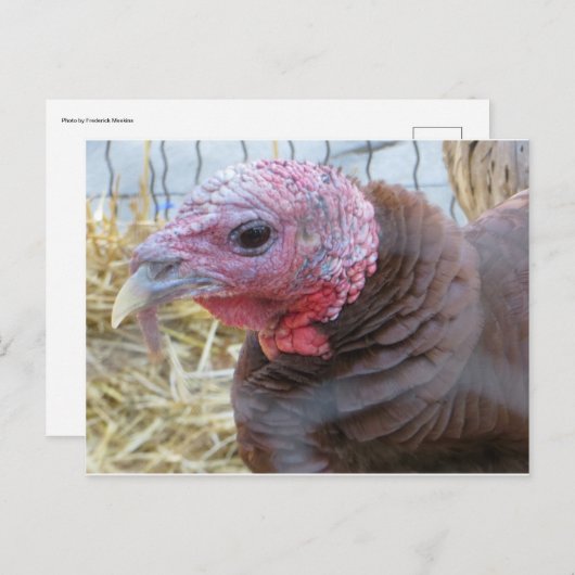 トルコ ポストカード (正面/裏面)