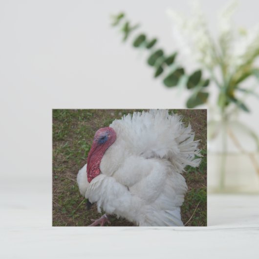 トルコ ポストカード (スタンド正面)