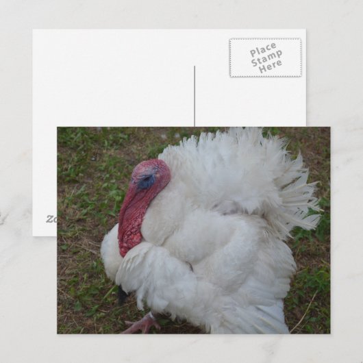 トルコ ポストカード (正面/裏面)