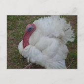 トルコ ポストカード (正面)