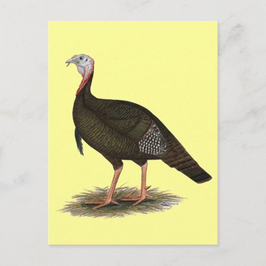 トルコ：東部の野生の雄 ポストカード (正面)