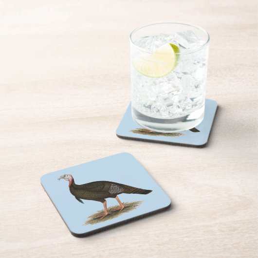 トルコ： Eastern Wild Tom コースター (右側)