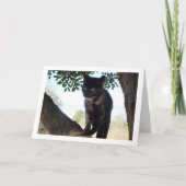 トルトイセシェル·キットン·イン·ツリー カード (正面)