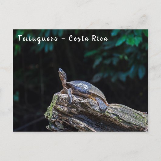 トルトゥゲロで川の亀の日光浴 – コスタリカ ポストカード (正面)