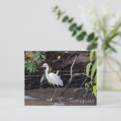 トルトゥゲロのエグレッタトゥラ – コスタリカ ポストカード (スタンド正面)