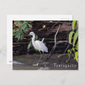 トルトゥゲロのエグレッタトゥラ – コスタリカ ポストカード (正面/裏面)