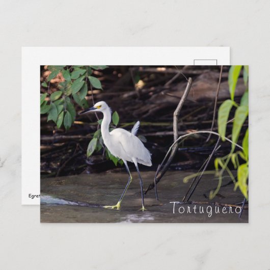 トルトゥゲロのエグレッタトゥラ – コスタリカ ポストカード (正面/裏面)