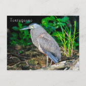 トルトゥゲロの裸喉のタイガーヘロン ポストカード (正面)