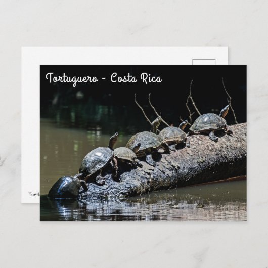 トルトゥゲロ国立公園でウミガメ – コスタリカ ポストカード (正面/裏面)