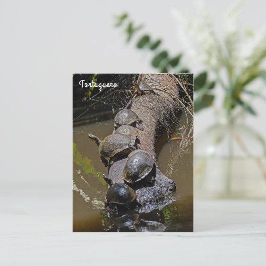 トルトゥゲロ国立公園でウミガメ – コスタリカ ポストカード (スタンド正面)