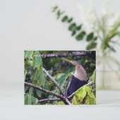 トルトゥゲロ国立公園のアンヒンガ – Costa Rica ポストカード (スタンド正面)